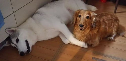 二哈表情包原型爱犬
