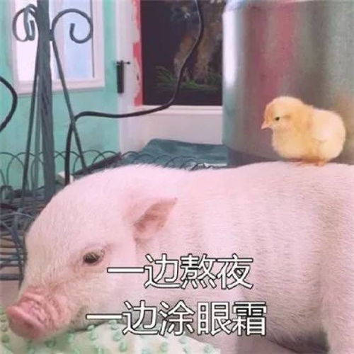 猪和猪亲吻表情包搞笑段子