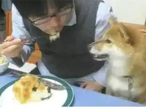  柴犬总喜欢上桌偷吃,为制止这种不良行为,主人出此奇招