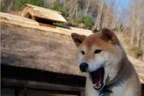  柴犬北登离世引哀悼,表情包有哪些隐藏的商业价值