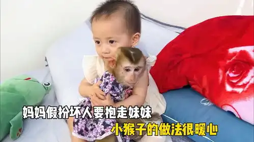  妈妈假扮坏人抱走妹妹,为了保护年幼的妹妹,小猴子的做法很暖心