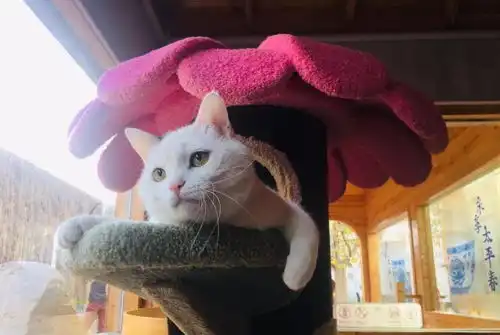  奶牛猫都是什么来着社会你球哥,喵狠表情多