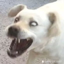  十则笑话一大堆狗狗表情包来袭,一只单身狗向你翻了翻白眼