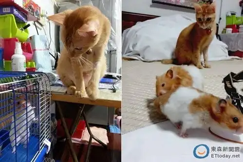  橘猫打地鼠真实版鼠鼠卡洞表情超有戏