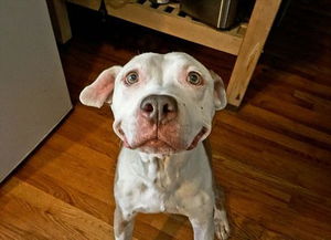  这只流浪比特犬靠着迷之笑容,勾引到领养者
