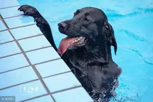  狗狗看见主人一勺子下去,狗头没了,大黑狗的表情亮了