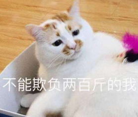  软萌的皮卡丘有多能吸金精灵宝可梦公司5年内收益上涨12倍