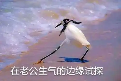 求表情包试探