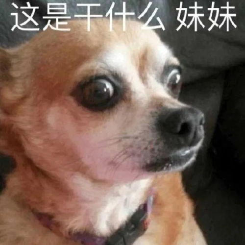  微信沙雕聊天表情包好慌问题大了