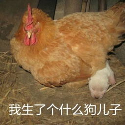  哈哈哈哈哈长辈们的鸡年表情包又火了,面膜都笑掉了