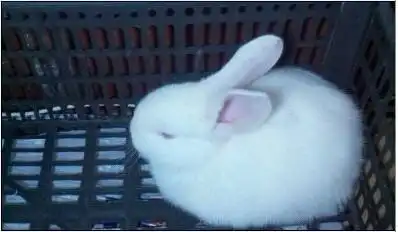 兔子吞脑袋表情包一套英