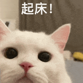  刚睡醒,什么事丨第299期猫咪表情包
