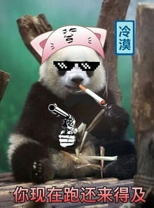  大熊猫瘦成皮包骨,牙疼要人命也要熊猫命
