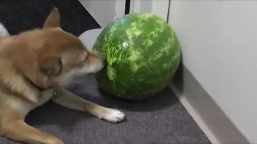  柴犬爱吃西瓜,主人直接给它一个完整的西瓜,让它慢慢啃
