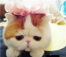  馋嘴的猫咪微信头像图片大全