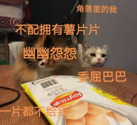  超可爱的萌宠表情包,聊天专属必备,暂时不方便回消息