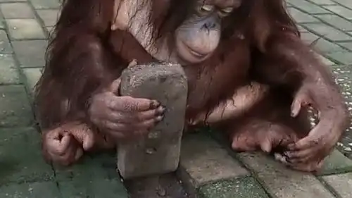  大猩猩扒开砖,昨天藏得东西怎么不见了,猩猩的表情太搞笑了