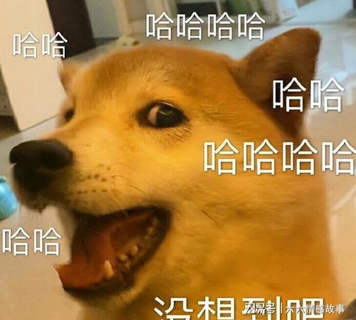 自带福气的几种狗,遇到别错过,旺家又旺财