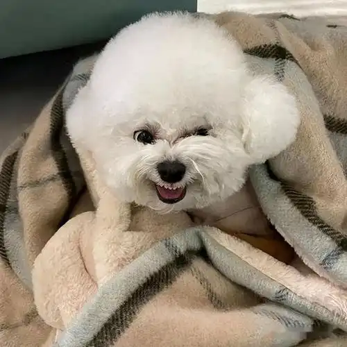  比熊生气有这几个表现,不哄就晚了