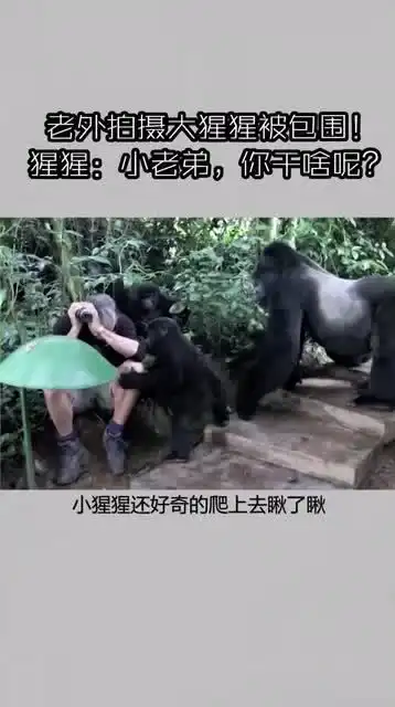  老外拍摄大猩猩被包围,猩猩小老弟,你干啥呢