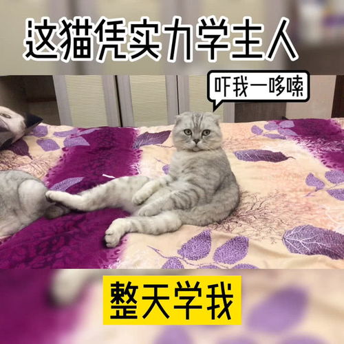  整天模仿主人的喵表情笑死我了