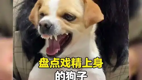 狗子体内的影帝天赋已觉醒狗子成精了戏精狗  狗子体内的影帝天赋已觉醒狗子成精了戏精狗