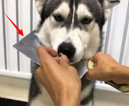  狗狗生病拒绝吃药,紧紧闭着嘴不张,主人想出个办法立马服了软