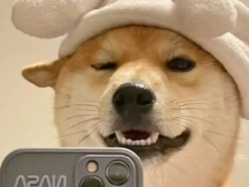 柴犬斜眼表情包抖音