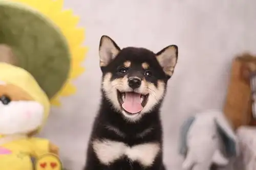  柴犬鉴定之毛色的秘密,黑柴和赤柴哪个价格贵