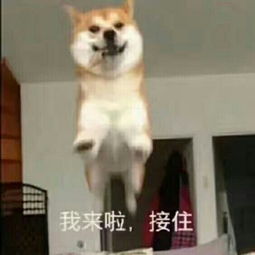  我来啦接住表情包对应我来啦接住表情包一套下载汉化版乐游网游戏下载