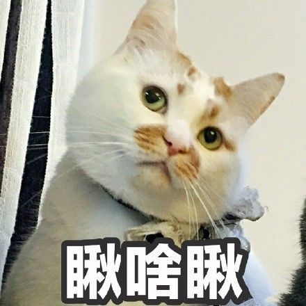  每日一笑,网红猫去世,我们的表情包回喵星球了