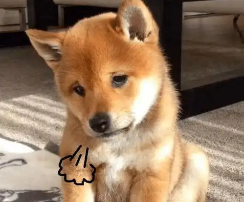 柴犬斜眼表情包数码超进
