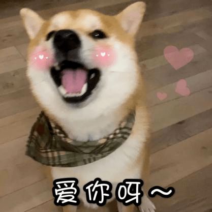  宠物成精其实它们远比你以为的更懂你