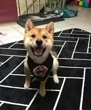 柴犬斜眼表情包主人