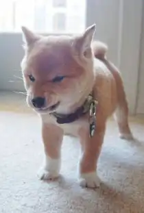  柴犬和它的friends