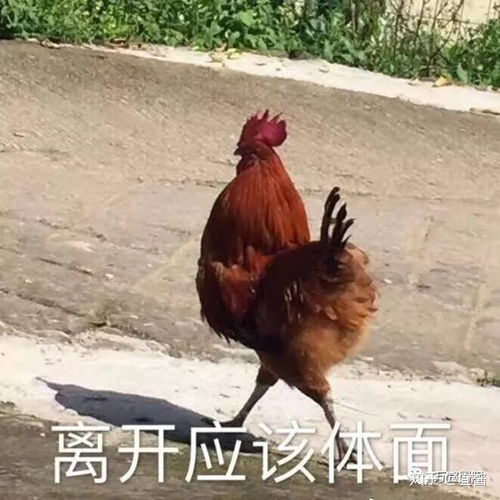  对付蝗虫,我们有鸡,我们有鸭