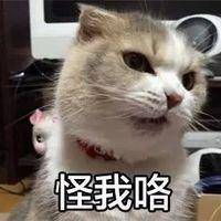  电你猫猫图表情包微信头像图片大全