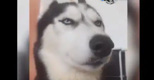  哈士奇以表情帝走红网络,看看它魔性的表情,可以笑一年了