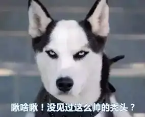  宠物圈的奇葩哈士奇再次发声我变秃了也变强了
