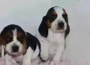  郑州娇小可爱对主人感情极深极忠诚的小猎犬比格小宝宝