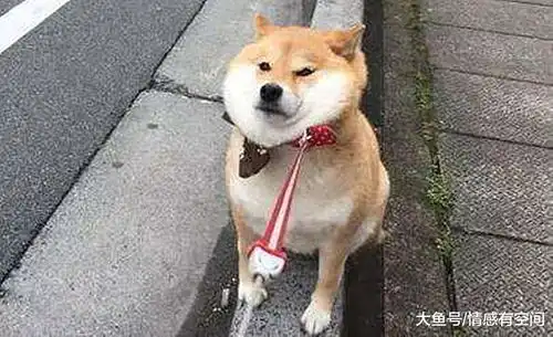  当狗子发现自己被端上餐桌时,狗子的表情瞬间入戏
