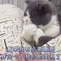  猫咪威胁表情包你说完了没有