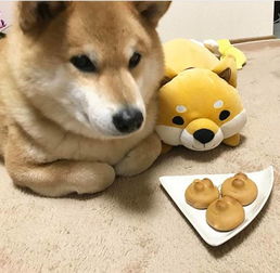  柴犬vs哈士奇,论养了只表情包是什么感觉