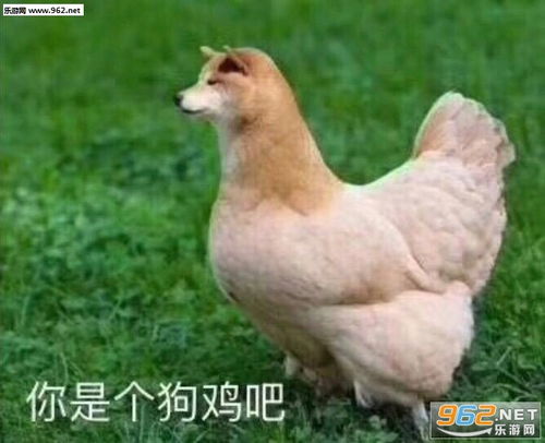  你说你马呢表情包我的马鸭表情包下载乐游网游戏下载