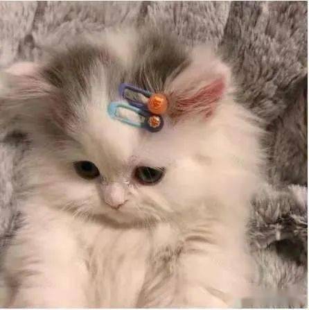  可爱猫猫治愈怼天地蜜汁表情包