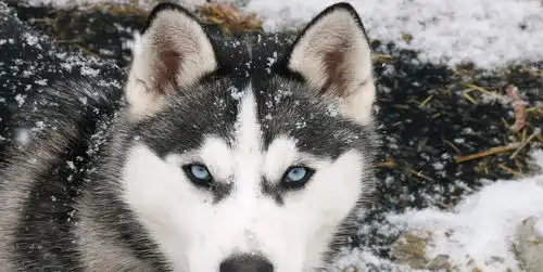  阿拉斯加雪橇犬品种标准阿拉斯加犬常识