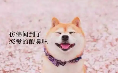 柴犬斜眼表情包鸡掰