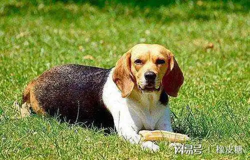  世界十大最笨的狗排名