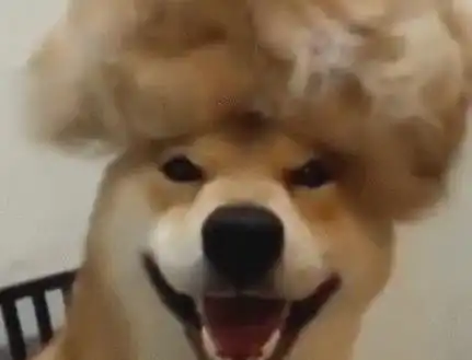  柴犬被剪毛之后,露出魔性的笑容,看的主人心里直发毛