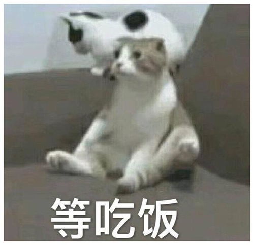  人家的那才叫腿,你这只能算是个交通工具而已
